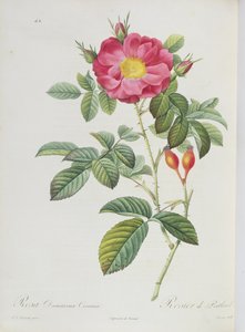 Rosa Damascena, z „Les Roses” autorstwa Pierre Joseph Redouté